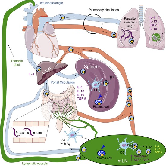 helminth infection cycle