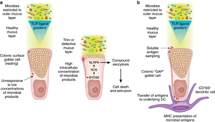 goblet cells
