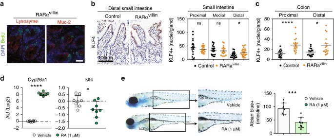 Intestinal Epithelial Cell Specific Rara Depletion Results In Aberrant Epithelial Cell Homeostasis And Underdeveloped Immune System Mucosal Immunology