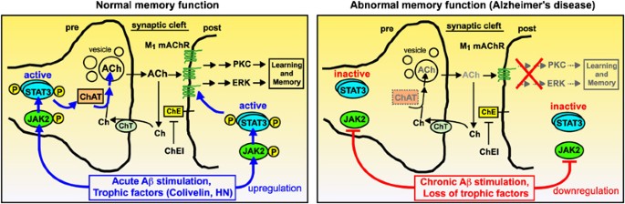 Amyloid B Causes Memory Impairment By Disturbing The Jak2 Stat3 Axis In Hippocampal Neurons Molecular Psychiatry