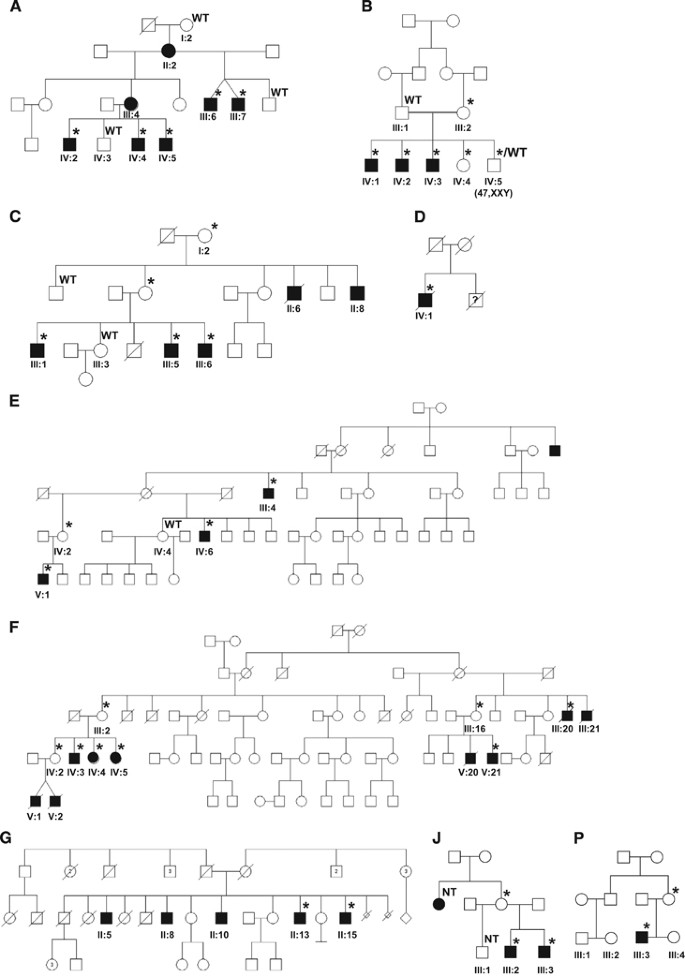 De Novo And Inherited Mutations In The X Linked Gene Clcn4 Are Associated With Syndromic Intellectual Disability And Behavior And Seizure Disorders In Males And Females Molecular Psychiatry