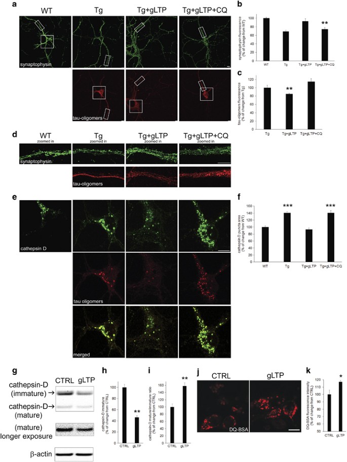 Synaptic Activity Protects Against Ad And Ftd Like Pathology Via Autophagic Lysosomal Degradation Molecular Psychiatry