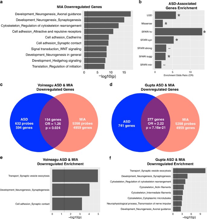 Maternal immune activation dysregulation of the fetal brain transcriptome  and relevance to the pathophysiology of autism spectrum disorder |  Molecular Psychiatry