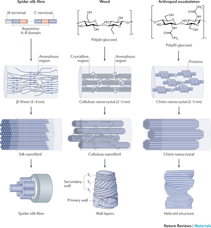 Nanofibrils In Nature And Materials Engineering Nature