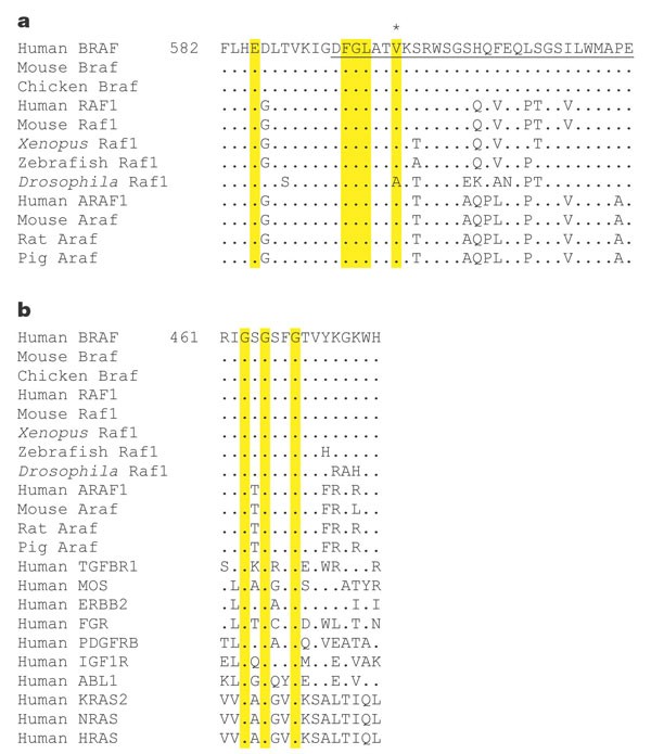 Mutations Of The Braf Gene In Human Cancer Nature