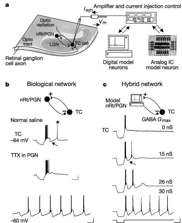 Feedback Inhibition Controls Spike Transfer In Hybrid Thalamic Circuits Nature Feedback Inhibition Controls Spike Transfer In Hybrid Thalamic Circuits Nature