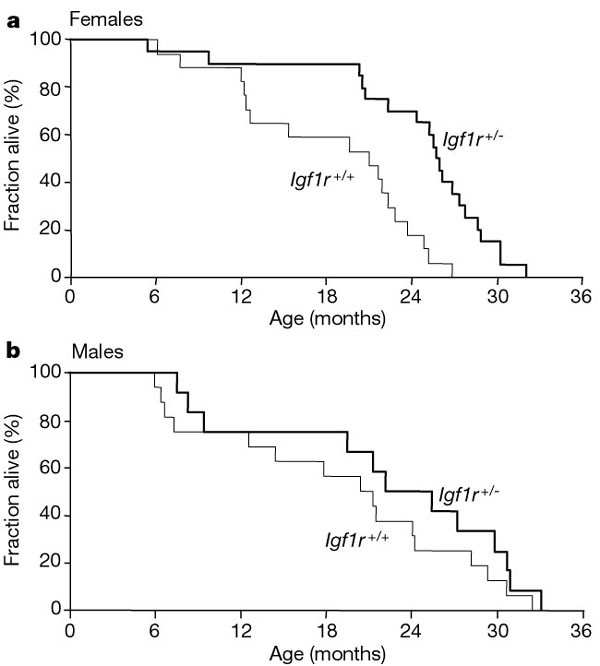 Igf 1 Receptor Regulates Lifespan And Resistance To Oxidative Stress In Mice Nature