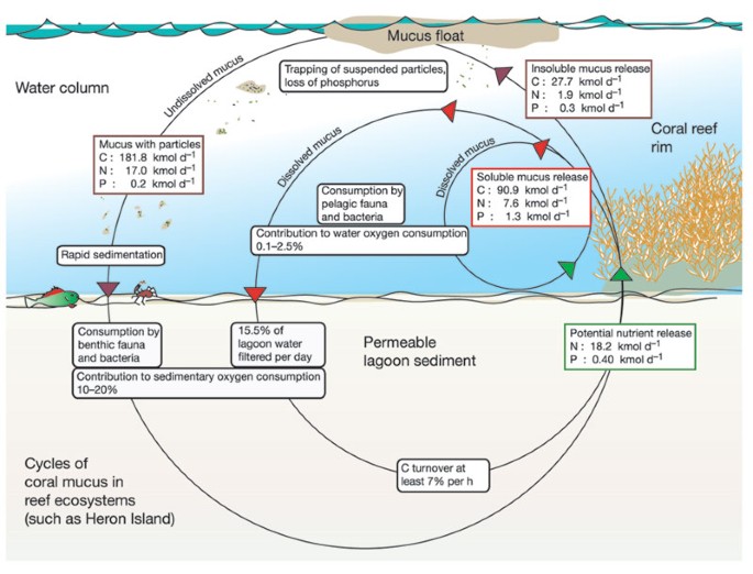 Coral Mucus Functions As An Energy Carrier And Particle Trap In The Reef Ecosystem Nature