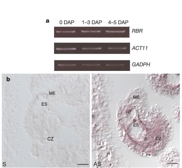 Plant retinoblastoma homologues control nuclear proliferation in the female  gametophyte | Nature