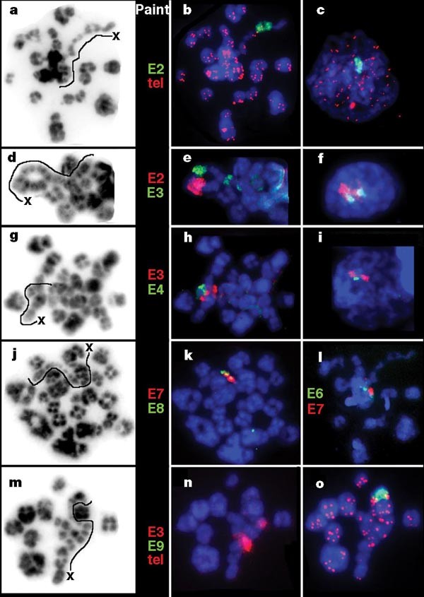 PDF) Lack of sex chromosome specific meiotic silencing in platypus