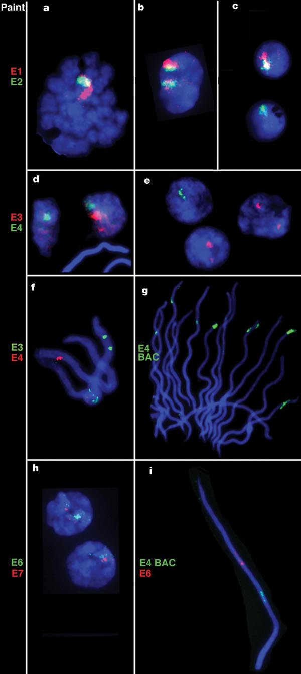 PDF) Lack of sex chromosome specific meiotic silencing in platypus