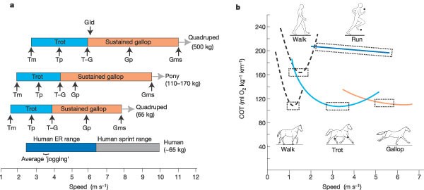 Takt ordningen give Endurance running and the evolution of Homo | Nature