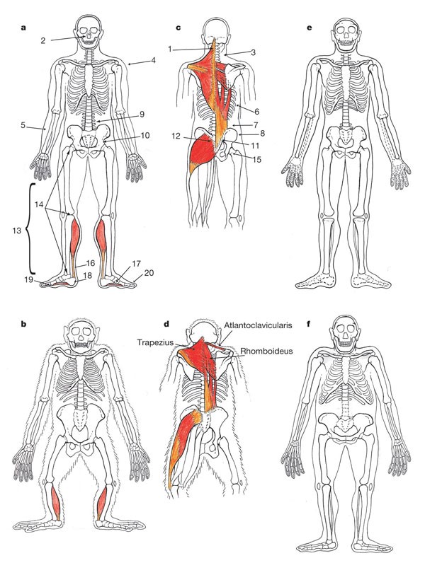 Takt ordningen give Endurance running and the evolution of Homo | Nature