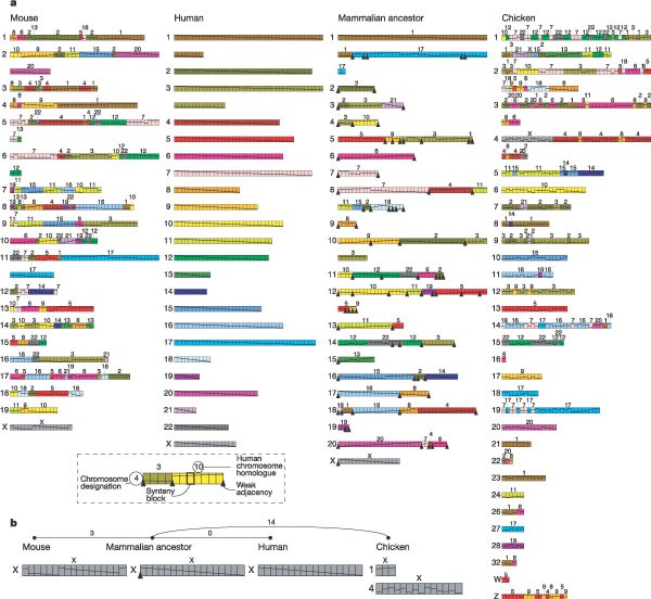 Figure 12: Putative mammalian ancestor recovered by GRIMM and MGR using the human, mouse, rat (not shown) and chicken genomes.
