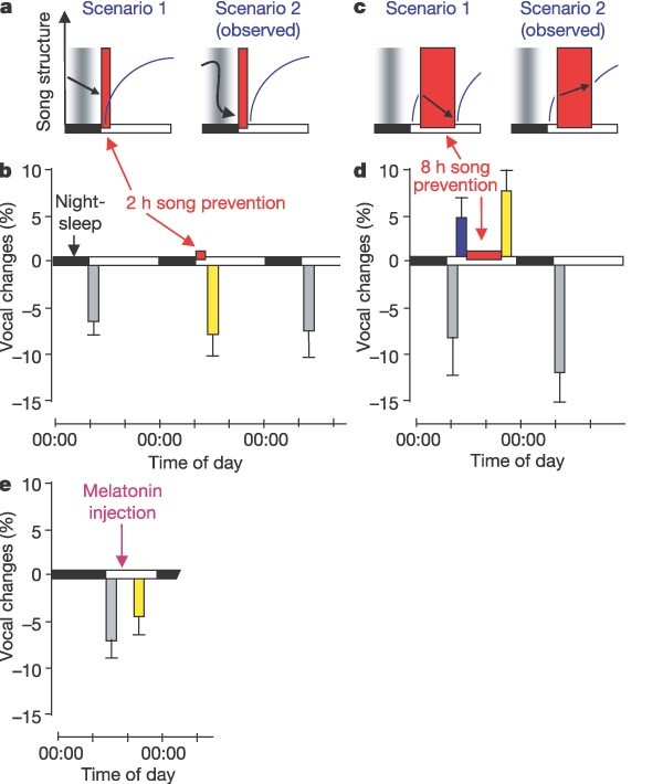 How Sleep Affects The Developmental Learning Of Bird Song Nature How Sleep Affects The Developmental Learning Of Bird Song Nature