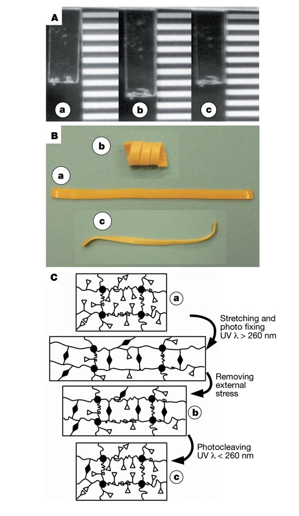Light Induced Shape Memory Polymers Nature