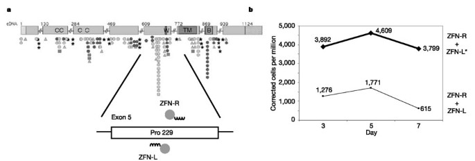 Highly Efficient Endogenous Human Gene Correction Using Designed Zinc Finger Nucleases Nature
