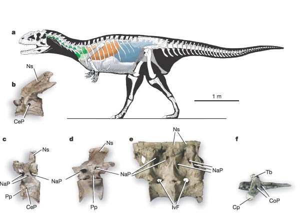 Basic avian pulmonary design and flow-through ventilation in non-avian  theropod dinosaurs | Nature
