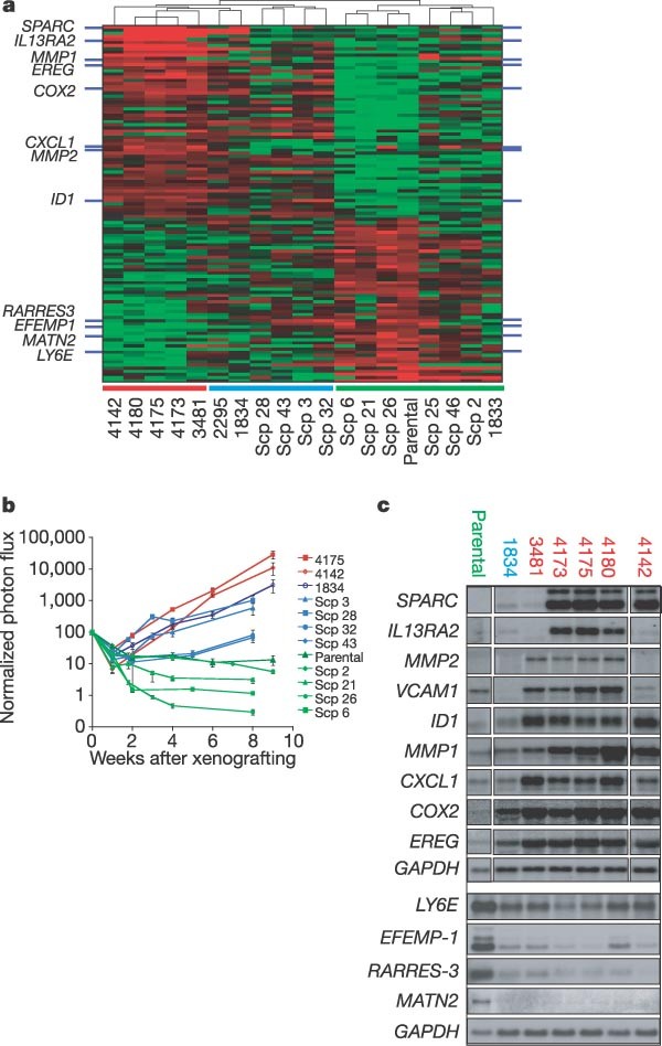 Genes That Mediate Breast Cancer Metastasis To Lung Nature