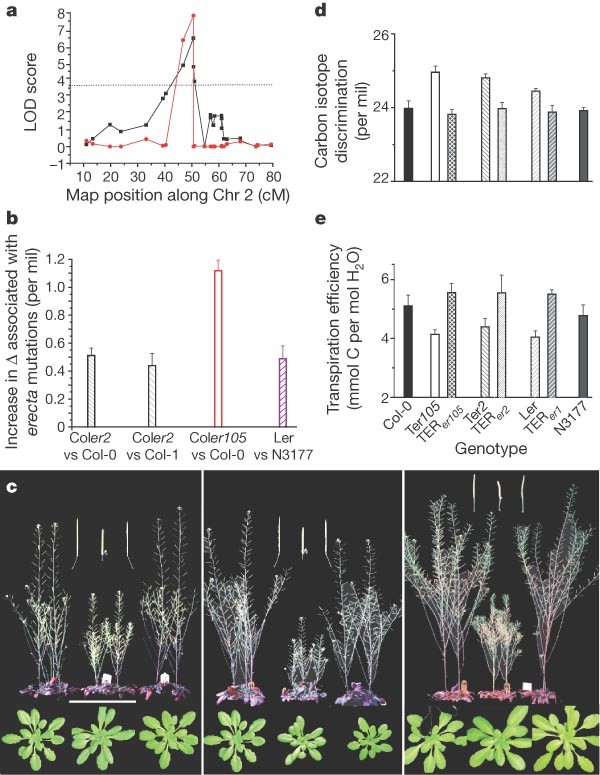 The Erecta Gene Regulates Plant Transpiration Efficiency In Arabidopsis Nature