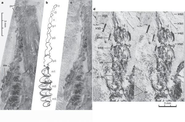 Upper dentitions of various therians from the Cretaceous, Kyzylkum