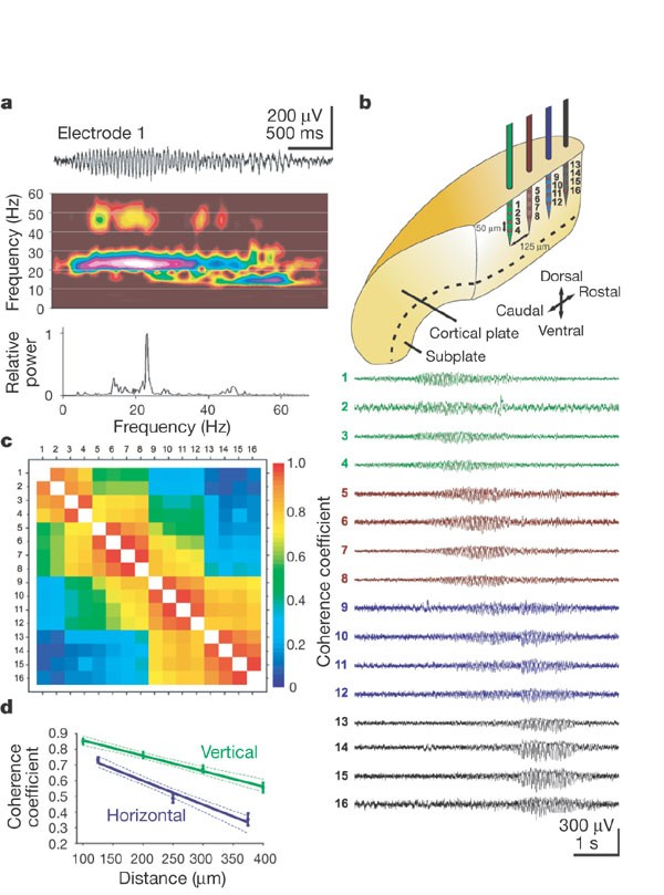 Rapid Developmental Switch In The Mechanisms Driving Early Cortical Columnar Networks Nature