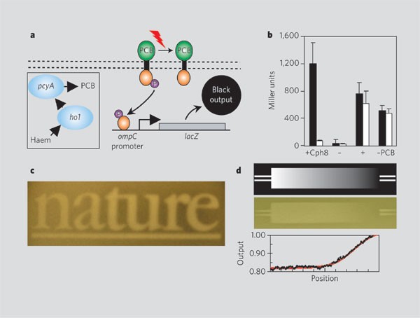 Figure 1 : Light imaging by engineered Escherichia coli.