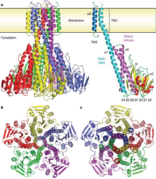 Crystal structure of the CorA Mg 2+ transporter | Nature