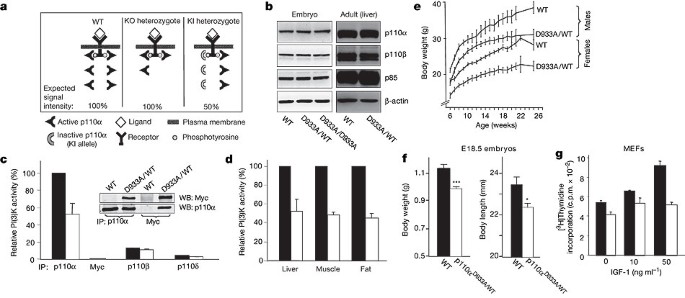 Critical role for the p110α phosphoinositide-3-OH kinase in growth and  metabolic regulation | Nature