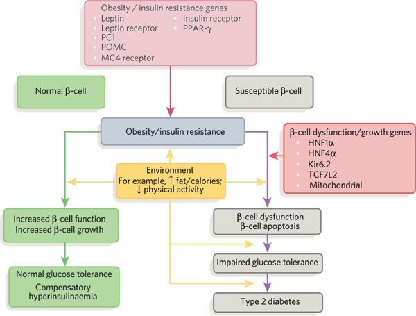 diabetes foot diet and treatment hepatitis kezelést a 2. típusú diabetes mellitus