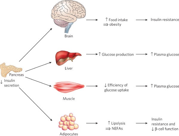 insulin resistance causes obesity