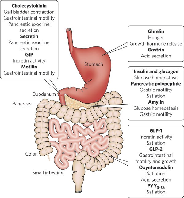 gastric hormone
