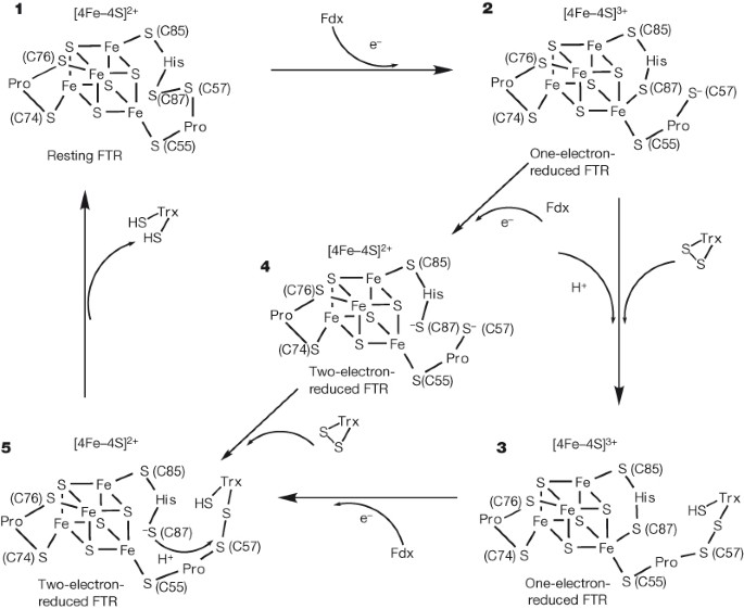 ferredoxin glutathione reductase Structural snapshots along the reaction pathway of ferredoxin–thioredoxin Superior Source No Shot Seeking Health disulfide reductase Package Size:2 oz (57 g)