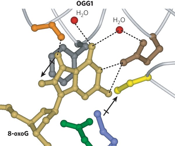 base excision repair of oxidative dna