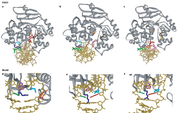 base excision repair of oxidative dna