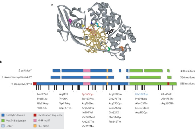 base excision repair of oxidative dna