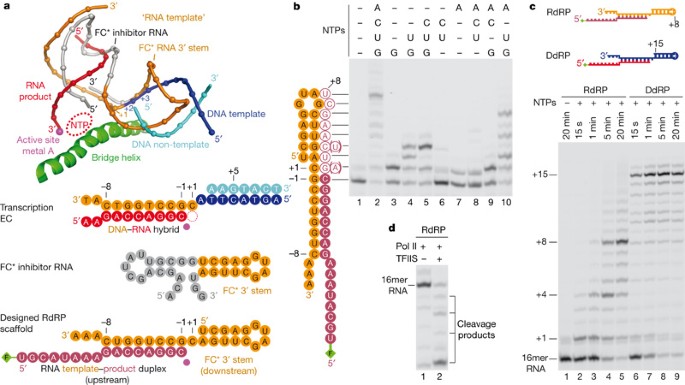 Molecular Basis Of Rna Dependent Rna Polymerase Ii Activity Nature