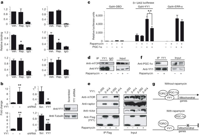mTOR controls mitochondrial oxidative function through a YY1–PGC-1α  transcriptional complex | Nature
