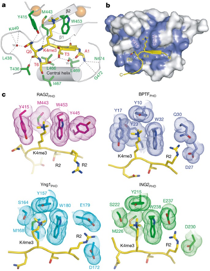 Rag2 Phd Finger Couples Histone H3 Lysine 4 Trimethylation With V D J Recombination Nature