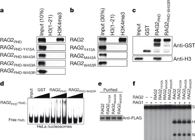 Rag2 Phd Finger Couples Histone H3 Lysine 4 Trimethylation With V D J Recombination Nature