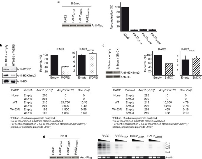 Rag2 Phd Finger Couples Histone H3 Lysine 4 Trimethylation With V D J Recombination Nature