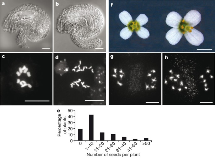 Gamete formation without meiosis in Arabidopsis | Nature
