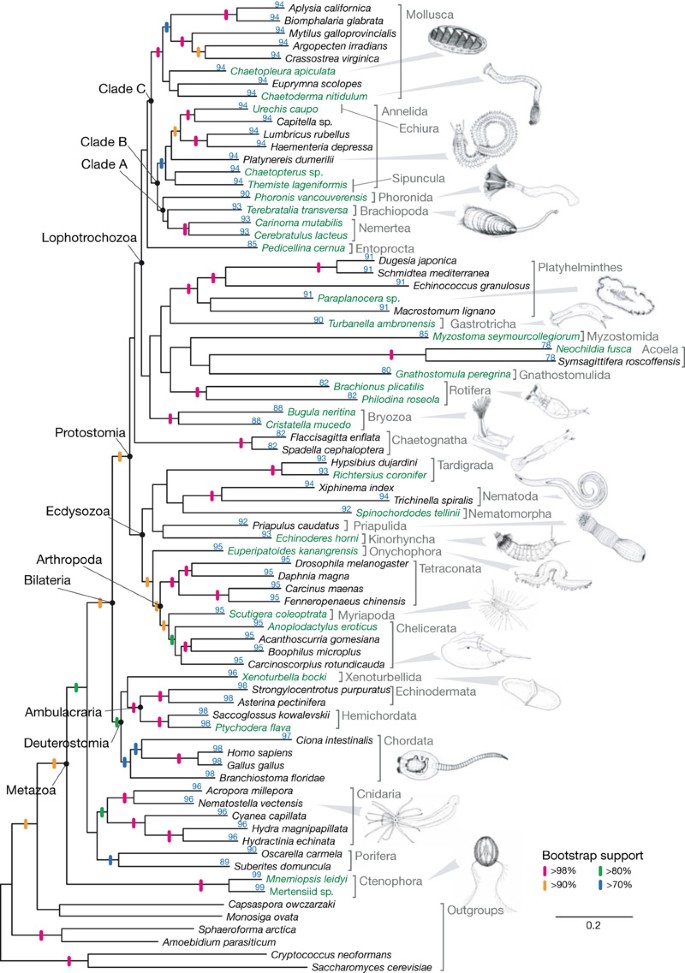 animal evolution tree