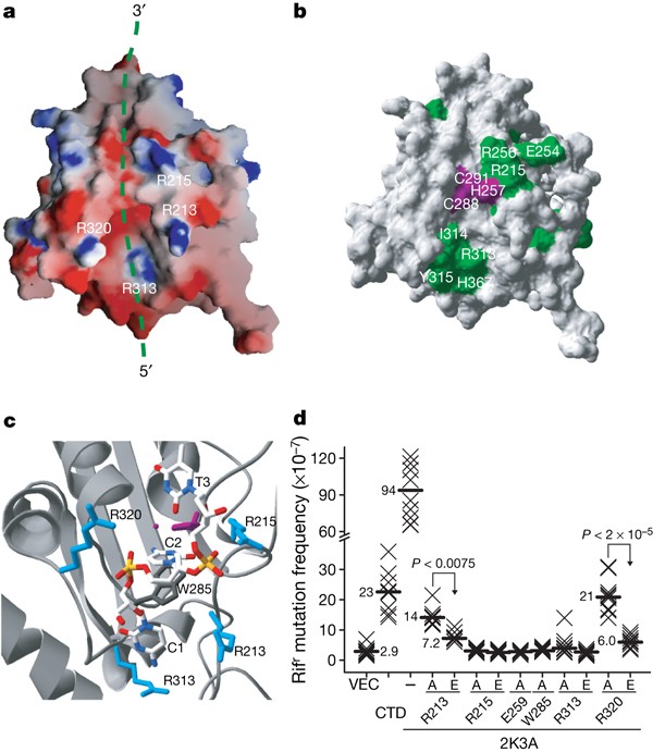glucose 6 phosphate dehydrogenase deficiency oxidized glutathione Mini MCAT passage: Pentose phosphate pathway and G6DP deficiency (practice)