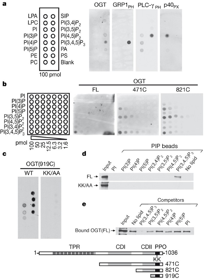 Phosphoinositide Signalling Links O Glcnac Transferase To Insulin Resistance Nature