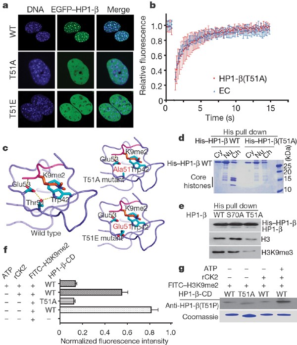 RAD51AP1 regulates ALT-HDR through chromatin-directed homeostasis of TERRA  - ScienceDirect