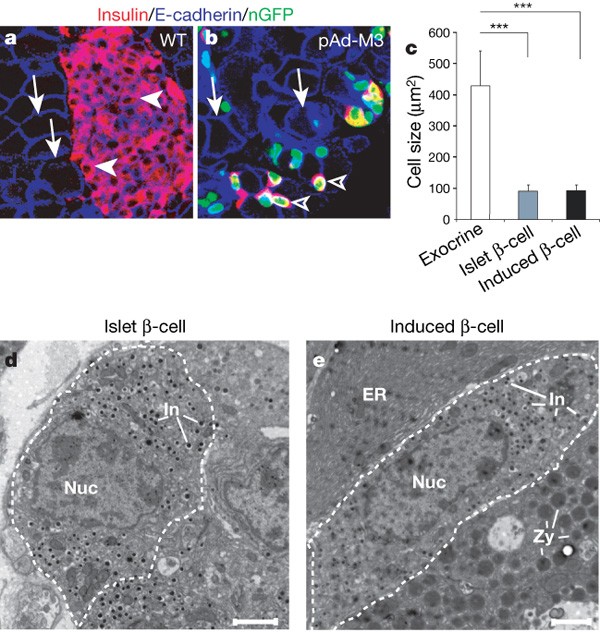 Long Term Expansion Of Pancreatic Islet Organoids From Resident Procr Progenitors Sciencedirect