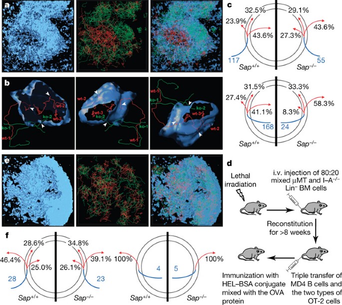 Sap Controlled T B Cell Interactions Underlie Germinal Centre Formation Nature Sap Controlled T B Cell Interactions Underlie Germinal Centre Formation Nature