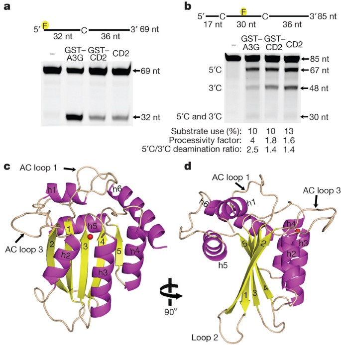 Crystal structure of the anti-viral APOBEC3G catalytic domain and 