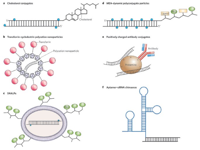 The Promises And Pitfalls Of Rna Interference Based Therapeutics Nature